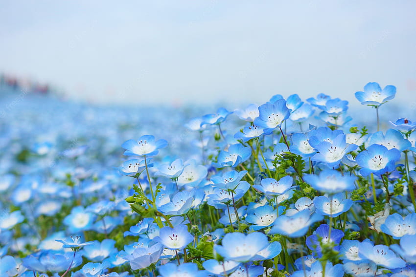 Premium . Bunga nemophila biru mendarat di taman tepi laut hitachi pada musim semi Wallpaper HD