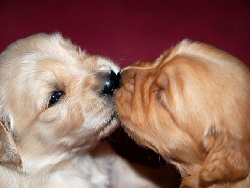 The Kiss, golden retrievers, puppies, cute, kiss, adorable HD wallpaper