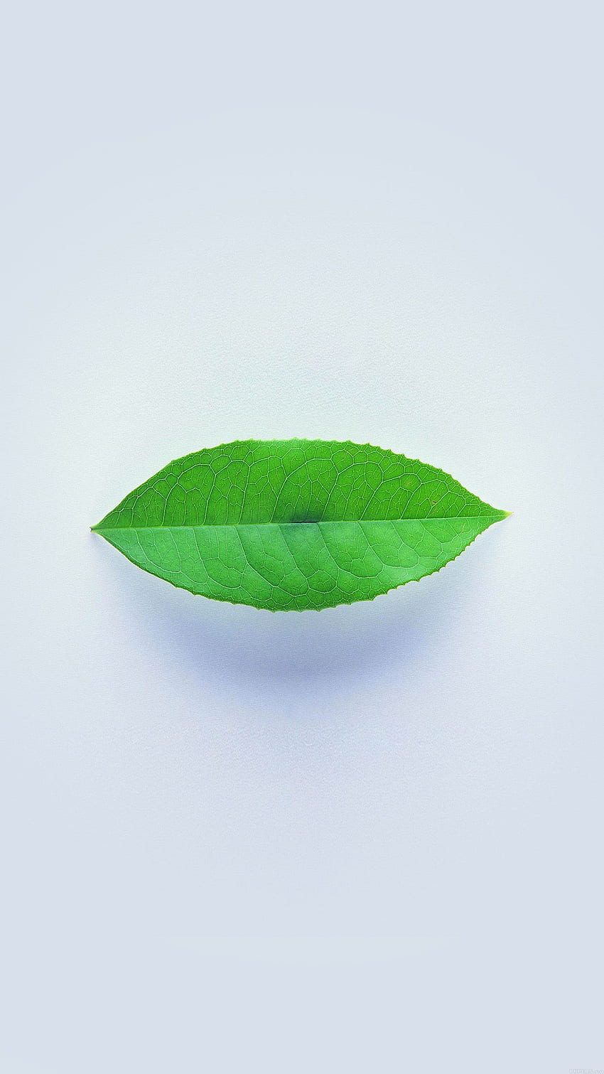 Smartphone Minimal Green Leaf Fundo Branco ⋆ Get Papel de parede de celular HD