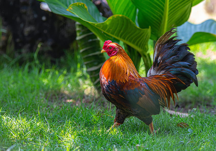 Czerwony i czarny kogut na zielonej trawie, czerwony kurczak Tapeta HD
