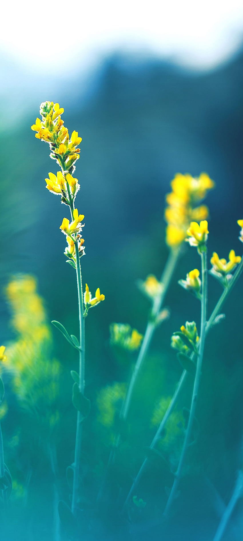 Fiori gialli, primavera, pianta erbacea, natura, pianta, fiore Sfondo del telefono HD