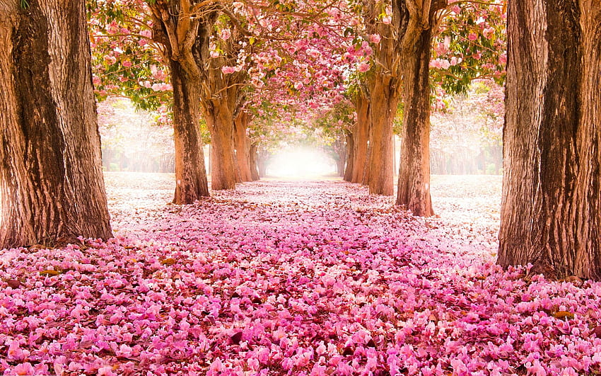 핑크 피는 나무. 여행, 꽃나무 HD 월페이퍼
