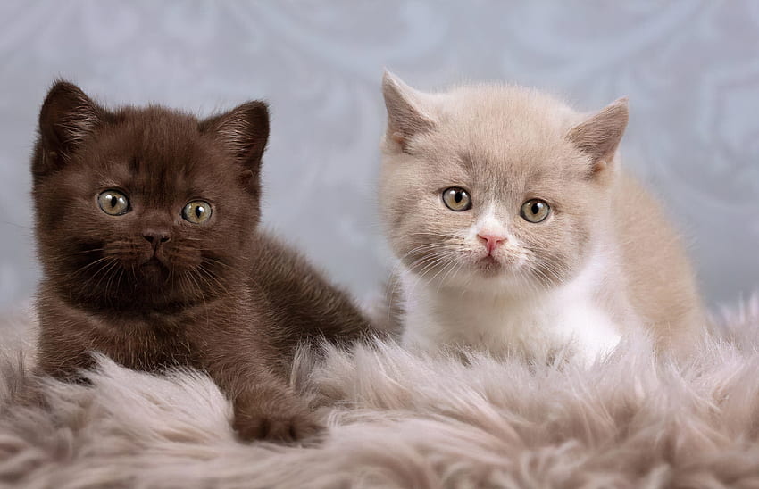 Cute friends, fluffy, kittens, two, sweet, cute, cat, adorable HD wallpaper