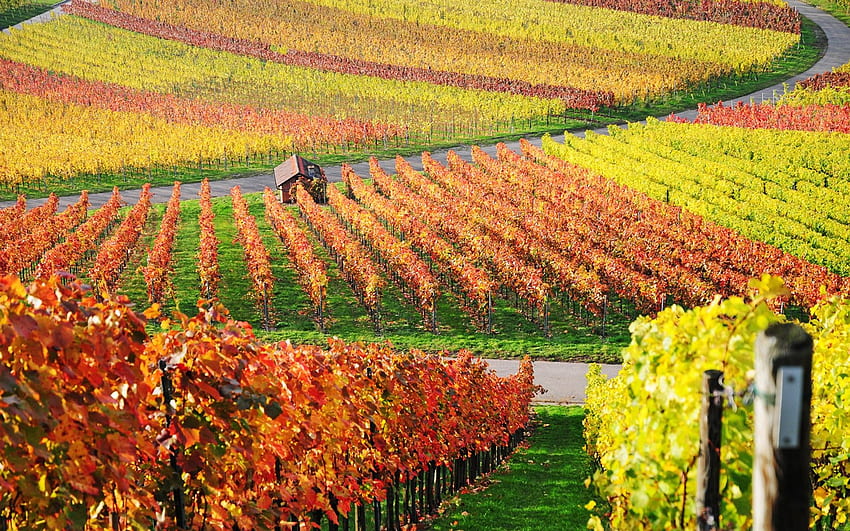 Vineyards Background. Vineyards, Winery HD wallpaper