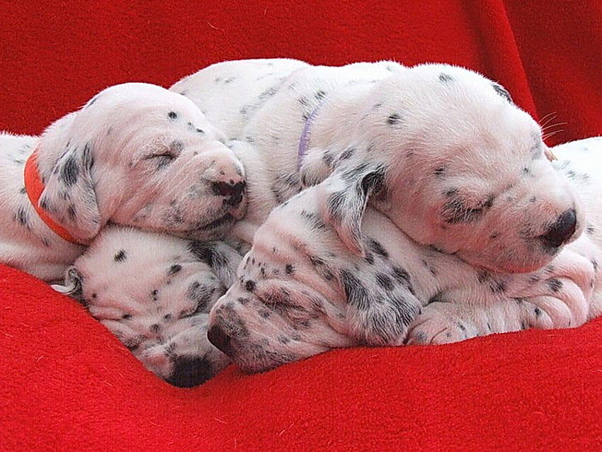 真新しい、ダルメシアン、4、若い、子犬、白い黒い斑点、眠っている、赤い毛布 高画質の壁紙