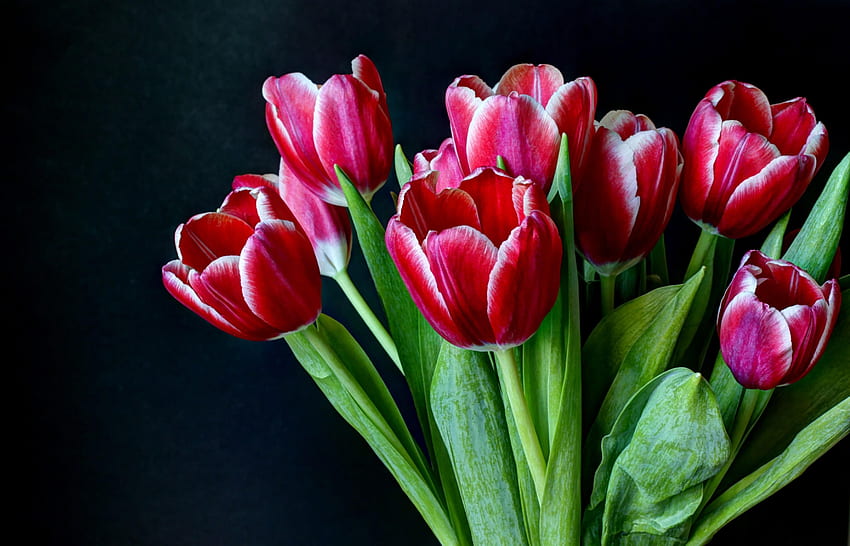 Flowers, Tulips, Dark Background, Bouquet, Bicolor, Two-Colored HD wallpaper