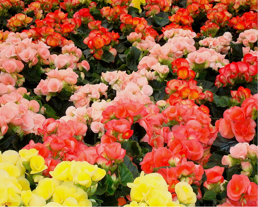 บีโกเนีย ฤดูร้อน บีโกเนีย ดอกไม้ กราฟ ฤดูใบไม้ผลิ วอลล์เปเปอร์ HD