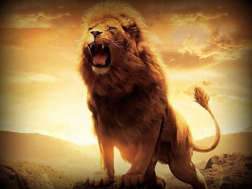 Lions Beautiful Lion 3D Nature ปีนี้ - ทางซ้ายของ The Hudson, Male Lion วอลล์เปเปอร์ HD
