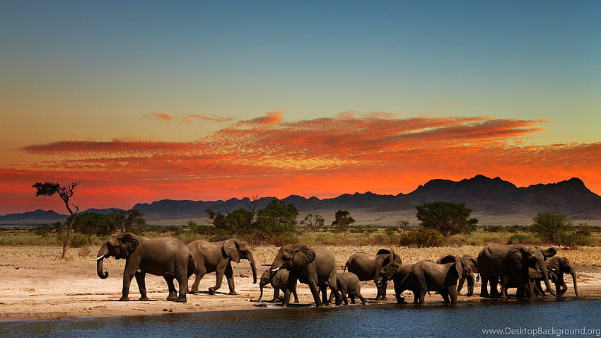 Herd Of Elephants In African Savanna Ultra Background HD wallpaper