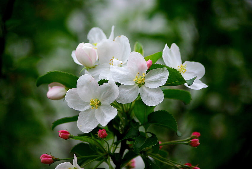 Apple blossom, white flowers, blur, nature HD wallpaper
