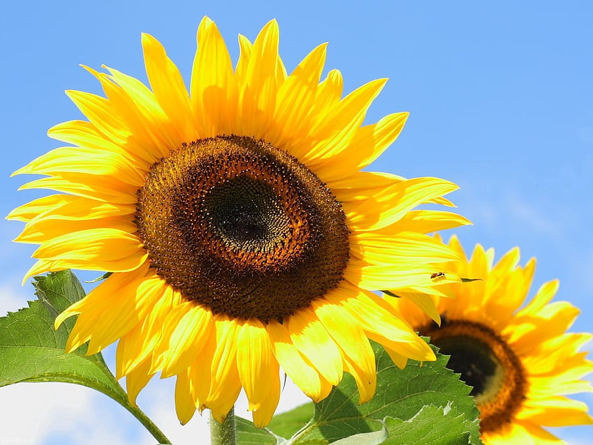 Natur, Sonnenblumen, Blätter, Samen, Sonnenblumenkerne HD-Hintergrundbild