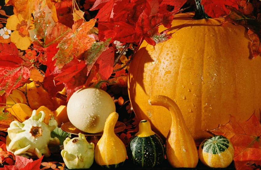 秋の収穫、ひょうたん、葉、秋、ハロウィン、カボチャ、感謝祭、秋 高画質の壁紙