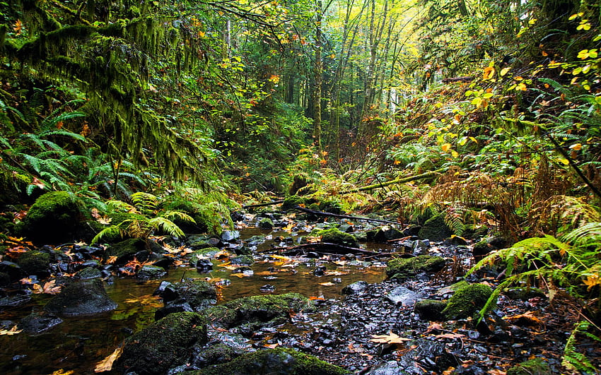 Vancouver Island, British Columbia, stones, creek, leaves, fall, colors, trees, autumn, canada HD wallpaper