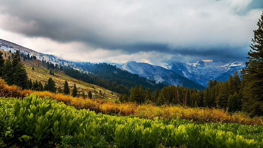 Great West Divide над поле с калифорнийски царевични лилии. Алта Медоу, Национален парк Секвоя, Калифорния, хълмове, цветове, дървета, пейзаж, облаци, небе, цветя, планини, САЩ HD тапет