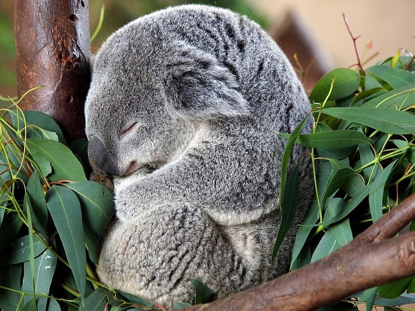 Wallpaper Koala Bear on Brown Tree Branch Background  Download Free Image