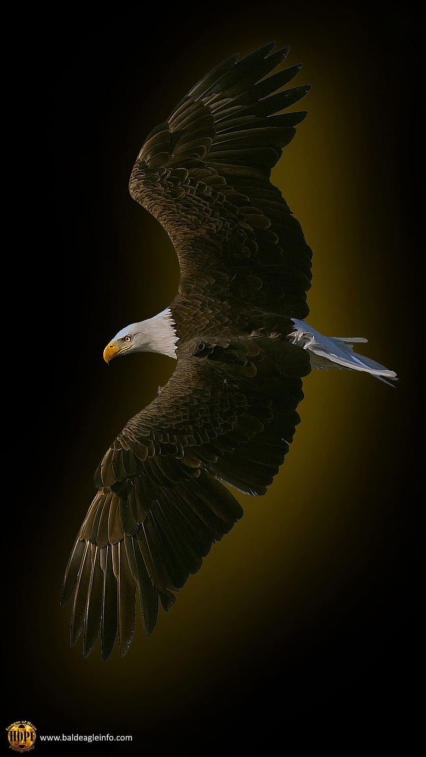 Black eagle HD wallpaper