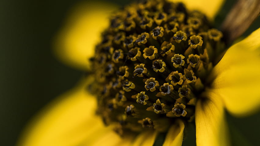 Żółty Słupki Płatki Kwiatów Rozmycie Grafiki Tła Tapeta HD