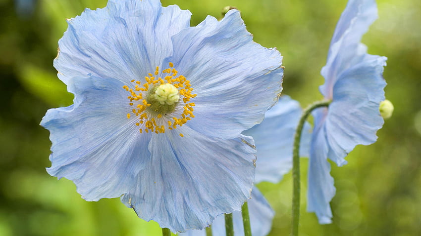 푸른 양귀비 꽃, 자연, 양귀비, 꽃 HD 월페이퍼