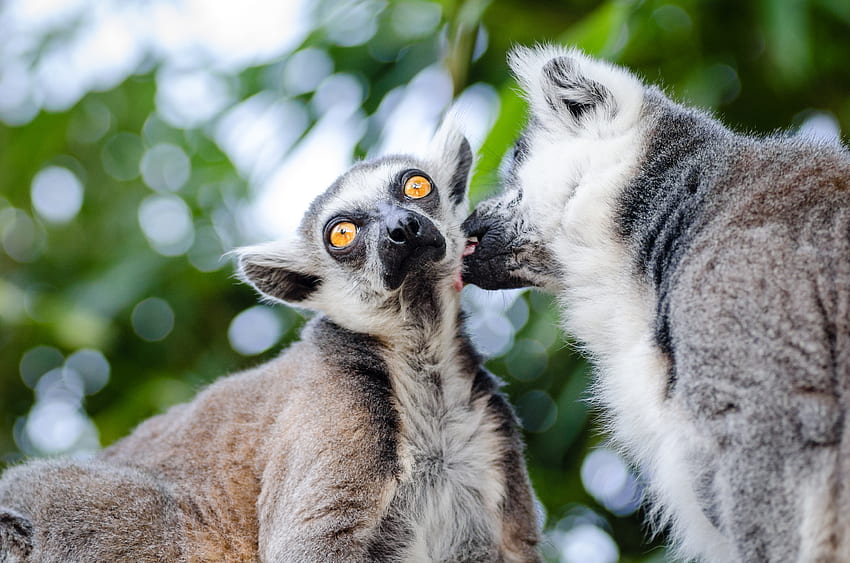 Animals, Lemurs, Couple, Pair, Licking, Lick Your Lips HD wallpaper