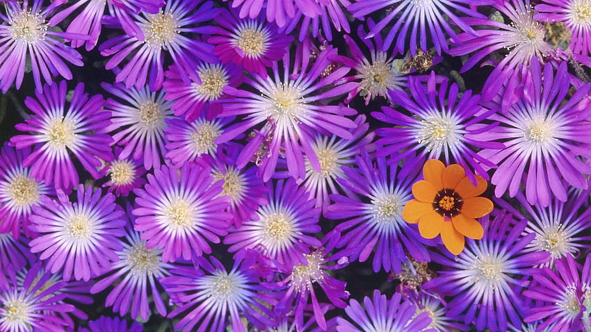 꽃, 꽃, 선명한, 여러 가지 빛깔의, 꽃잎, 근접 HD 월페이퍼
