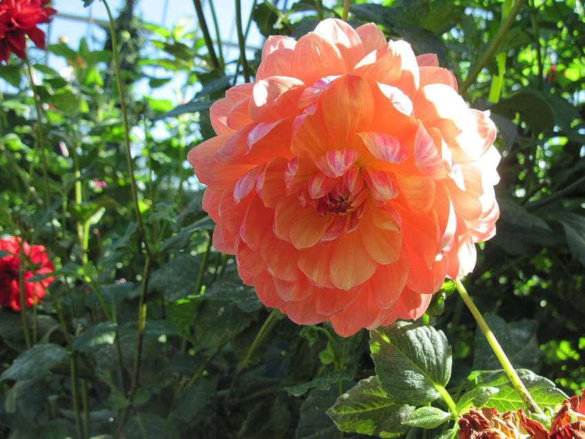Перфектен ден в градината на Едмънтън 44, графика, зелено, червено, цветя, градина, далия, оранжево HD тапет