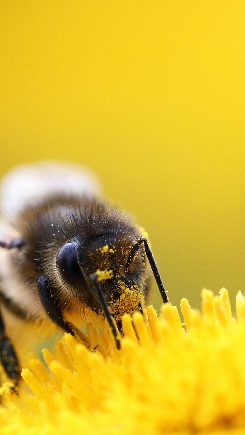 Pollen . Pollenhintergrund, Biene HD-Handy-Hintergrundbild