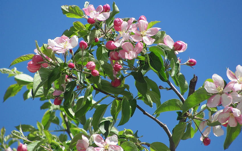 Pfirsichblüten, Pfirsich, Frühling, Baum, Blüten HD-Hintergrundbild