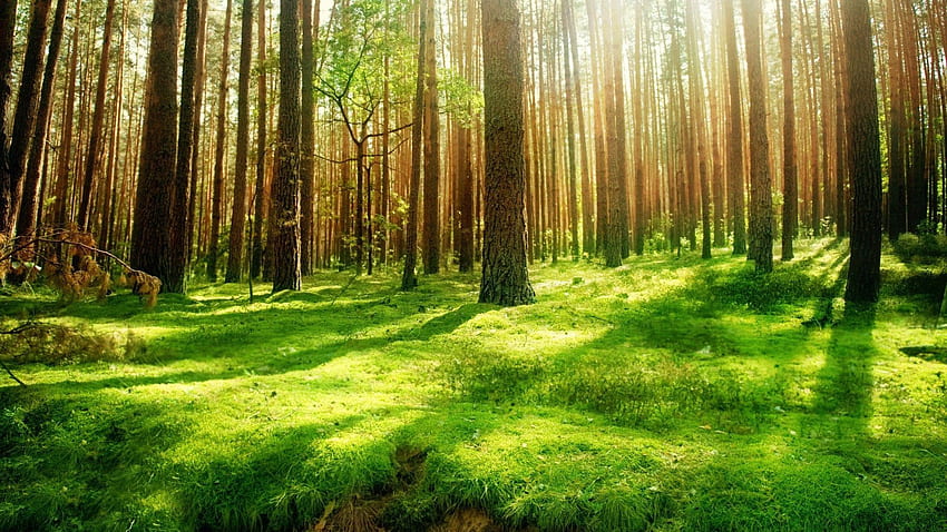Sonnenlicht im Waldhintergrund. Heilung HD-Hintergrundbild