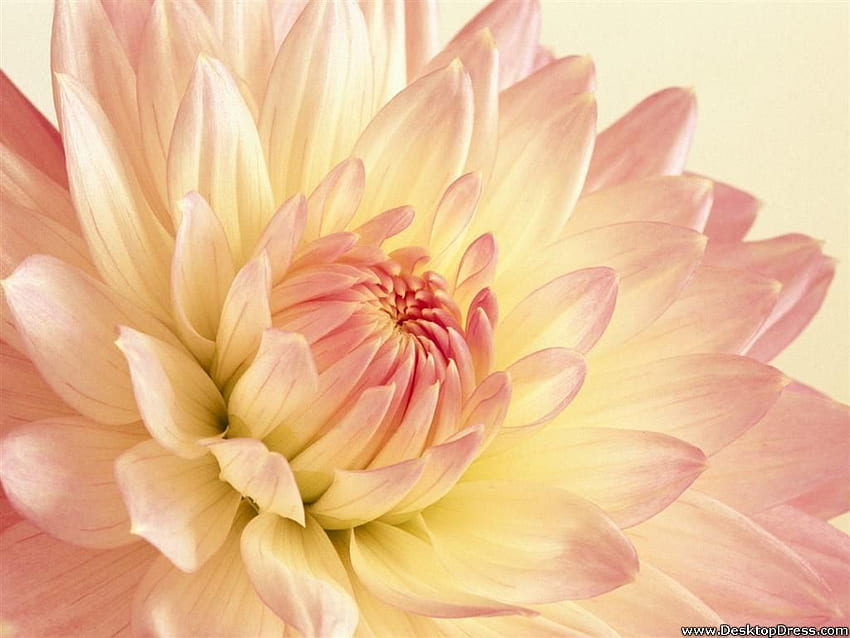 Flowers Background Pale Pink HD wallpaper