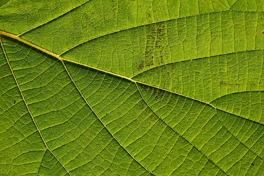 매크로, 시트, 잎, 정맥 HD 월페이퍼