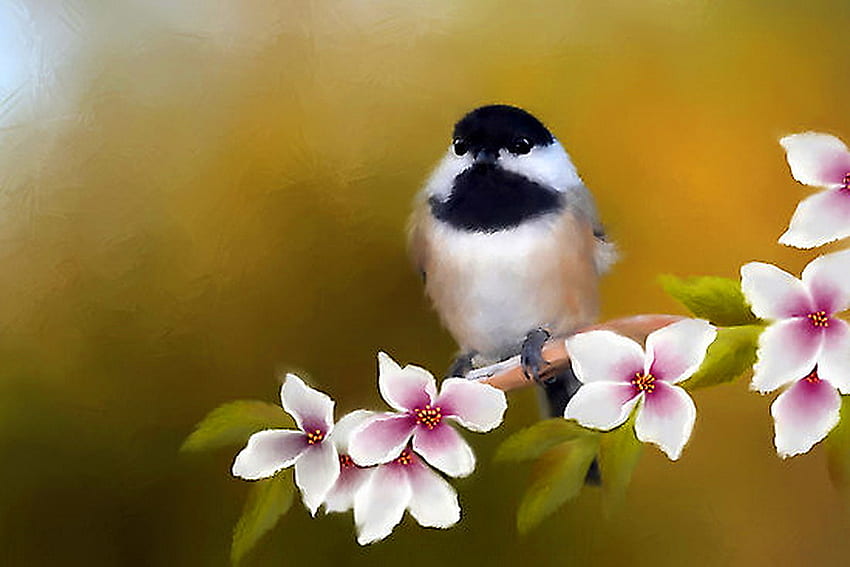Sweet chickadee, branch, chickadee, apple blossoms, bird, black brown and white HD wallpaper