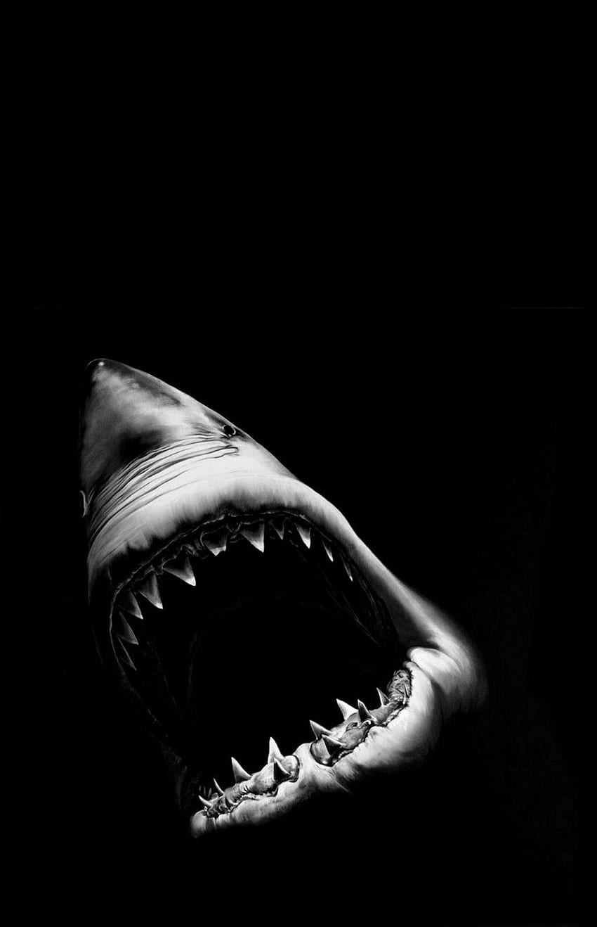 액자 인쇄 - 어둠 속에서 공격하는 백상아리(동물). 백상아리, 백상아리 공격, 백상어, 흑백 상어 HD 전화 배경 화면