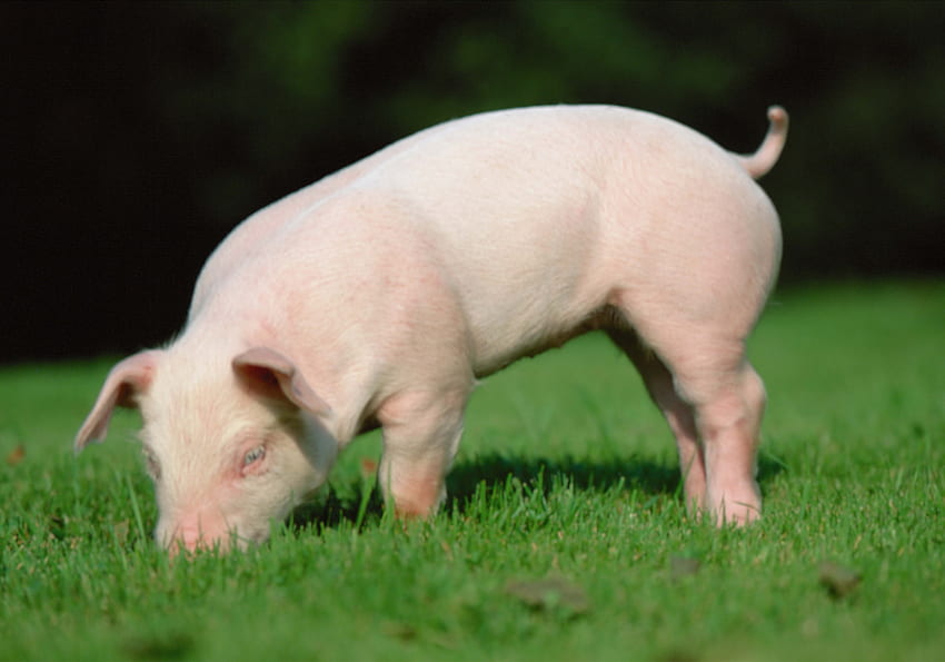 동물, 음식, 잔디, 지구, 땅, 돼지, 새끼 돼지, 영양 HD 월페이퍼