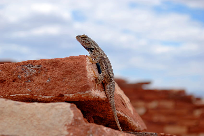 Animals, Stones, Lizard, Reptile, Gecko HD wallpaper