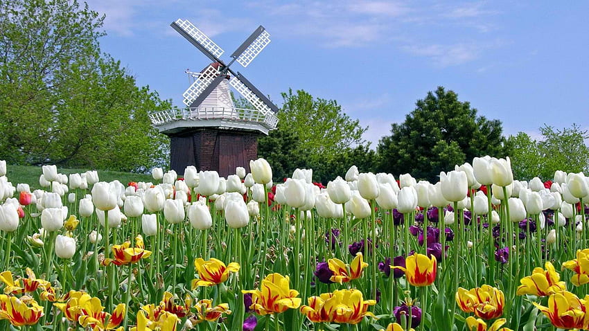 world festival tulips holland michigan High Quality , High Definition HD wallpaper