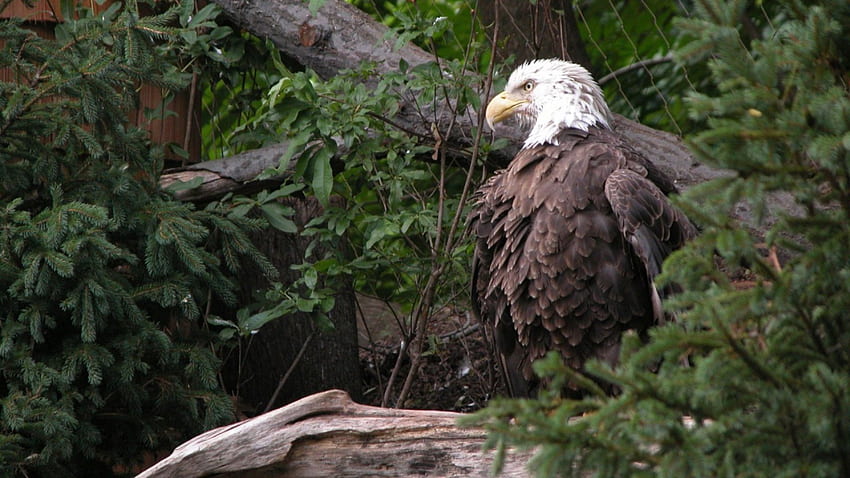 Adler, groß, amerikanisch, Adler, Harpei, mutig, fliegend, Vogel HD-Hintergrundbild