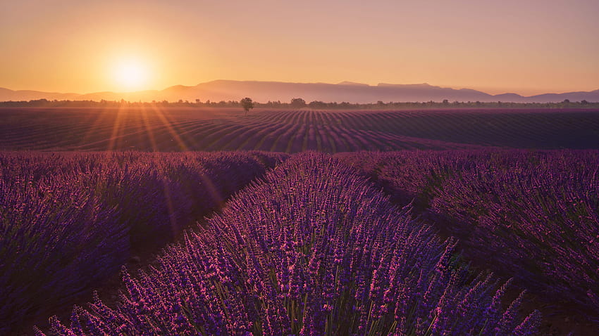 Lavender Flowers Field During Sunset Sunrays Mountain Background Flowers HD wallpaper