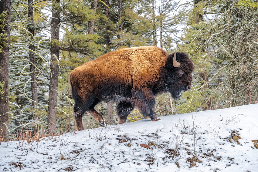 Bizon w Yellowstone N.P., żubr, yellowstone, usa, zwierzę, śnieg, przyroda Tapeta HD