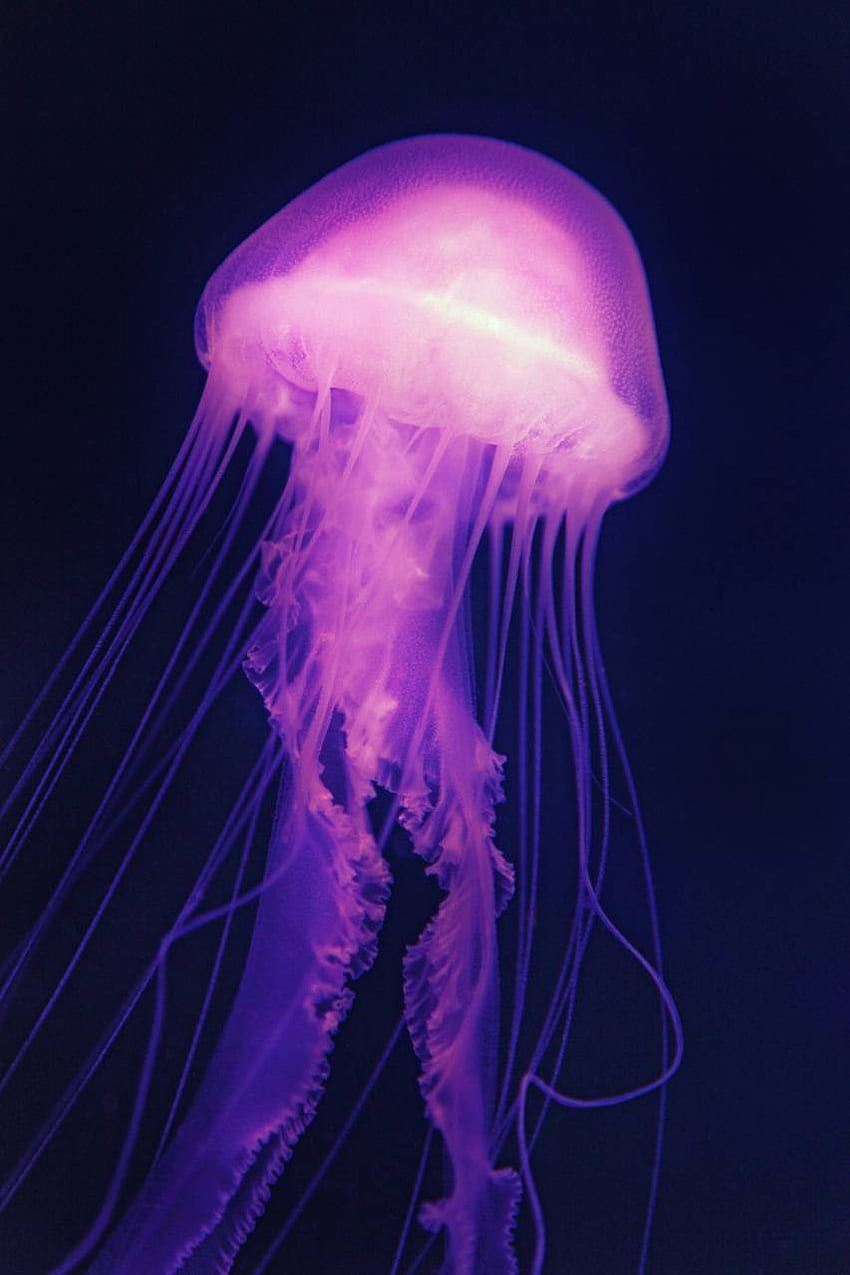 720P Free download | Jellyfish, Colorful Jellyfish HD phone wallpaper ...