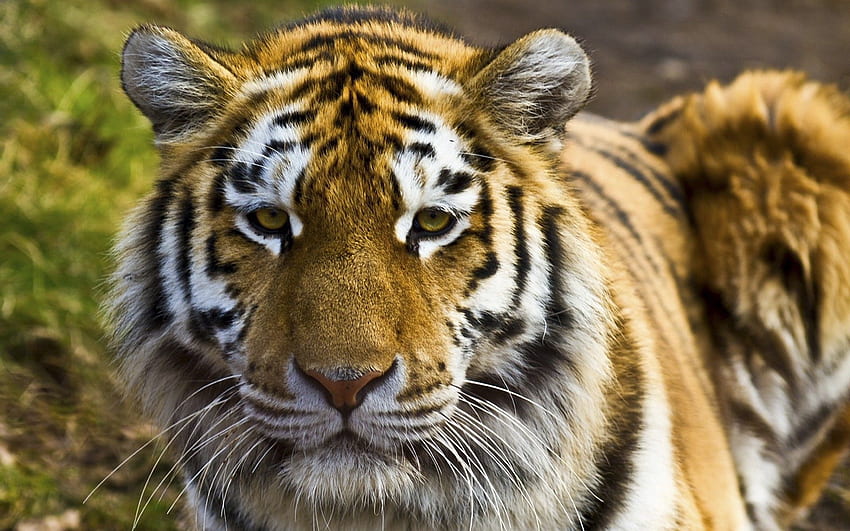 Animals, Muzzle, Striped, Big Cat, Tiger HD wallpaper