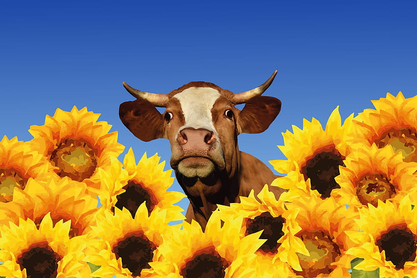2169 Sunflower Cow Images Stock Photos  Vectors  Shutterstock