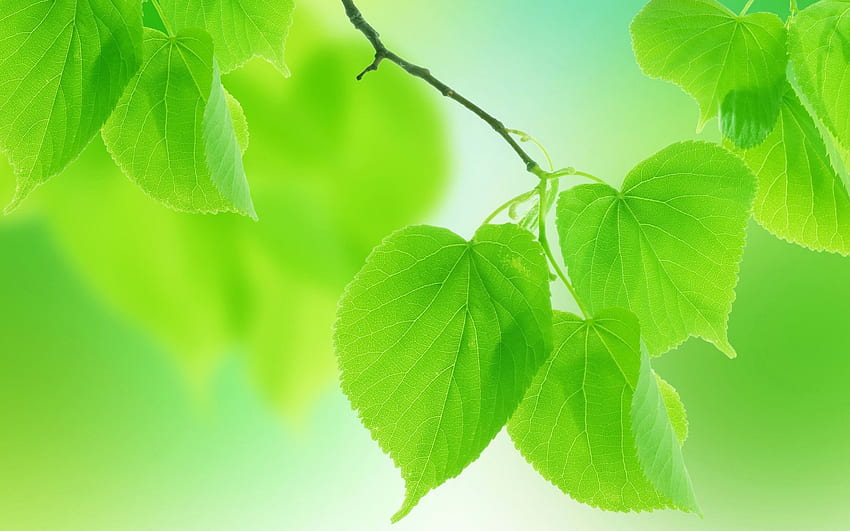 Summer Green Leaves Close Up, Blurred HD wallpaper