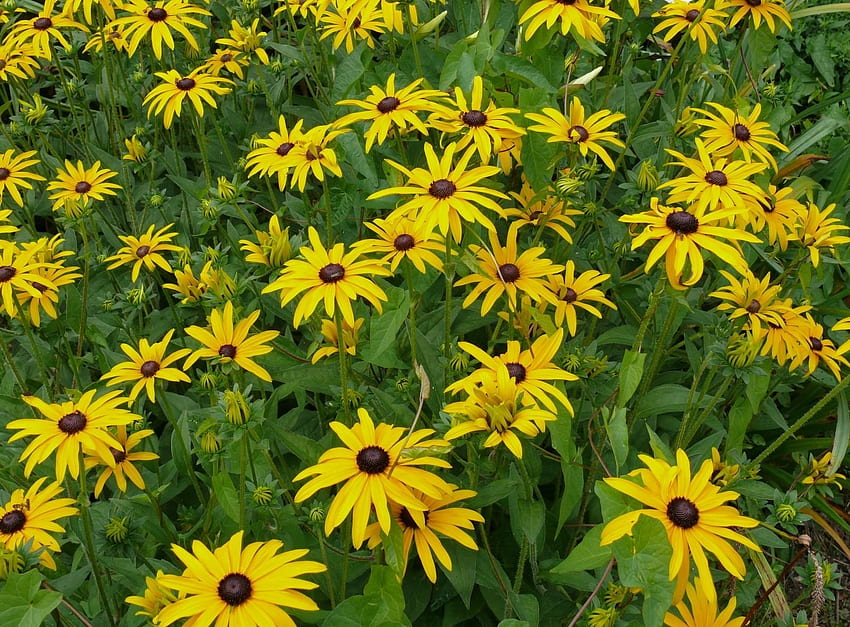 Blumen, Blumenbeet, Blumenbeet, Rudbekia, Rudbeckia HD-Hintergrundbild