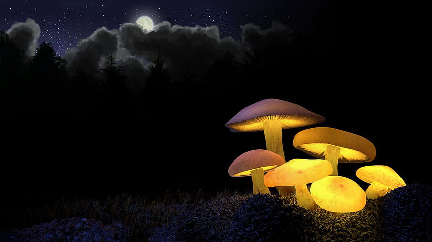 Jamur Bersinar Emas, malam, jamur payung, cahaya, cahaya, awan, langit, jamur, tema Firefox Persona Wallpaper HD