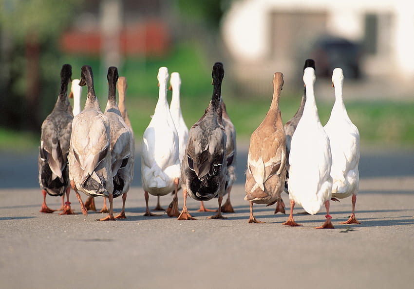 Animals, Geese, Asphalt, Flock HD wallpaper