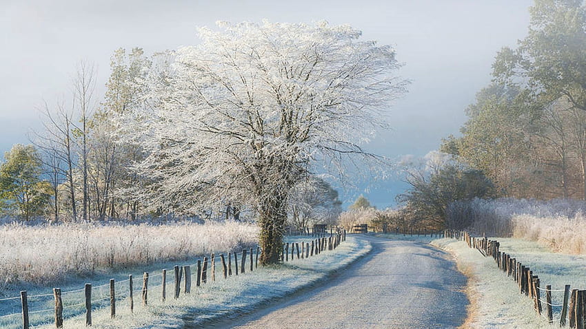 A Frosty Morning, fence, snow, landscape, clouds, trees, road, sky HD wallpaper