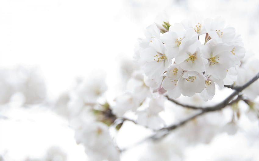 bloom cherry sakura white flower petals branch light flowers tender HD wallpaper