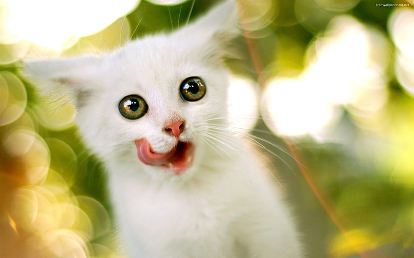 Funny And Cute Cats 1, Scared Cat HD wallpaper