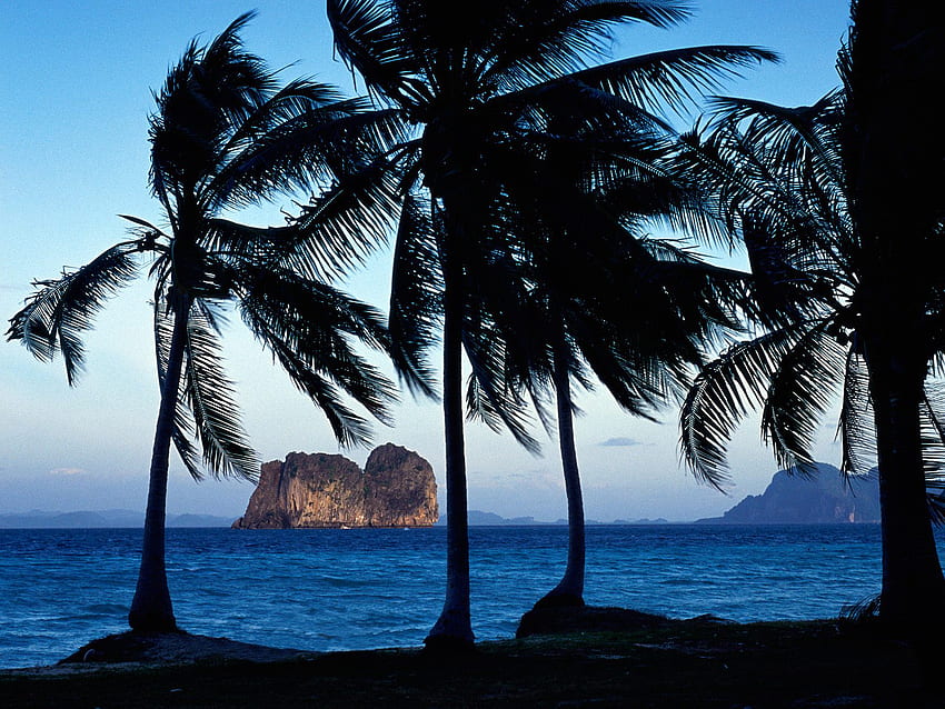 Wedel über Hai, Insel, Palme, Himmel, Wasser, Wedel, Ozean, Felsen, Baum HD-Hintergrundbild