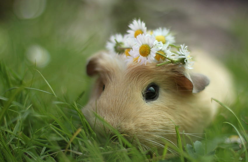 Animals, Flowers, Grass, Guinea Pig, Wreath HD wallpaper